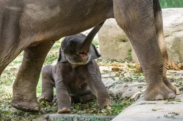 Testy jaderných zbraní se vepsaly do těl slonů. Dá se dokázat, zda je slonovina legální