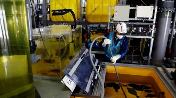 Dělník tokijských elektrických podniků pečuje o nádrž s platýsi. Protéká jí voda, která prošla systémem ALPS, jenž má pomoci vyčistit vodu z reaktorů