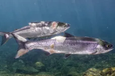 Mladí lososi hynou po tisících. V teplé vodě amerických řek nejsou schopní přežít