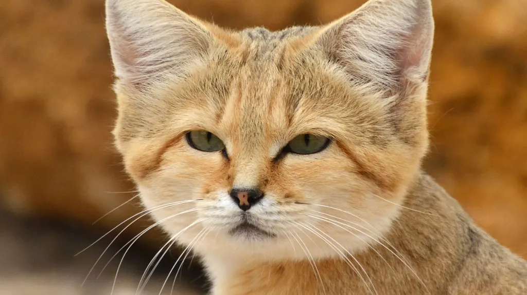 Kočka pouštní