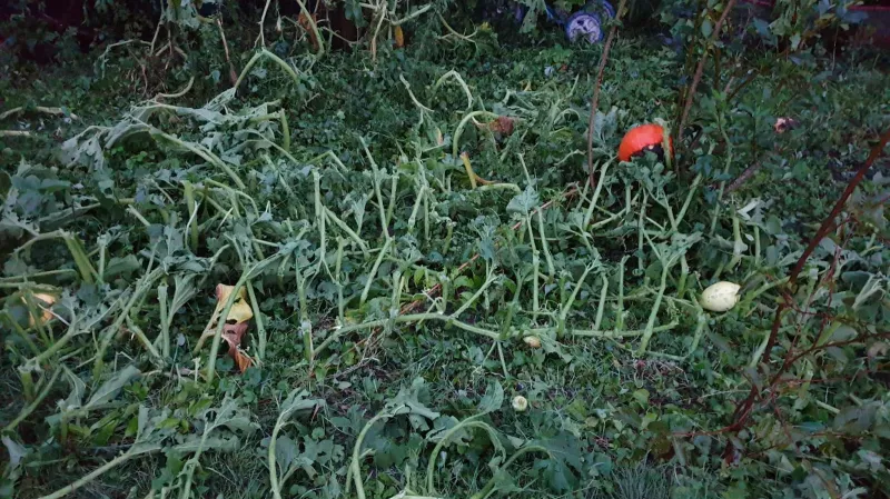 Zničená úroda po bouřce v Chlebovicích na Frýdecko-Místecku