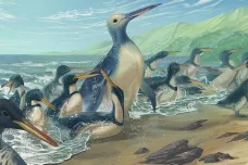 Paleontologové našli Gargantuu mezi tučňáky. Pravěký druh vážil přes 150 kilogramů
