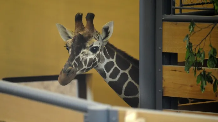 V jihlavské zoo se zabydlely první žirafy