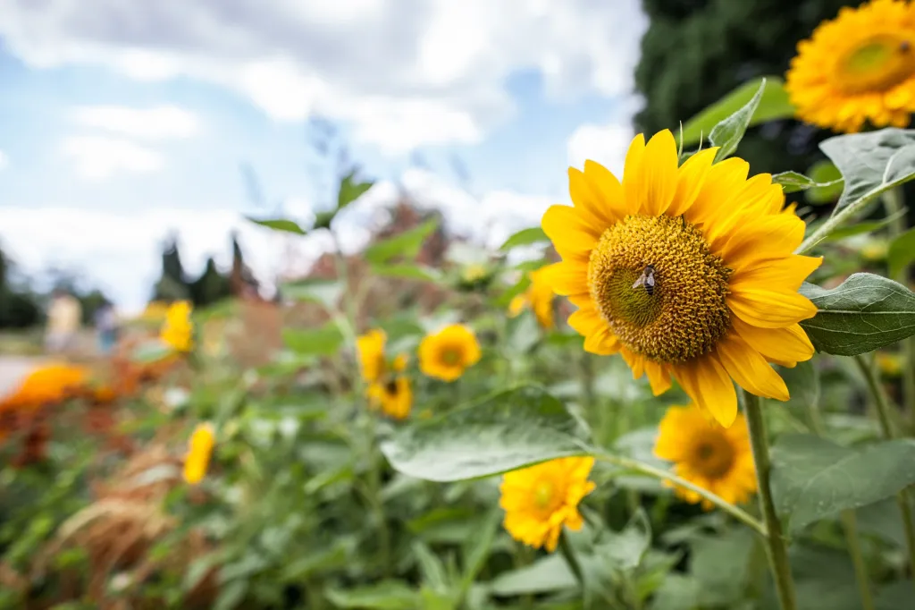 Botanická zahrada hl. m. Prahy slaví 50 let
