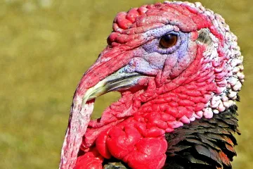 Čeští vědci popsali, že někteří ptáci přišli o gen, který je chrání proti virům