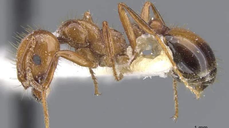 Solenopsis invicta