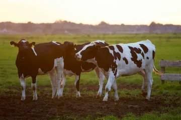 Slovensko zpřísní kontroly chovů, farmáři prý nedodržují restrikce