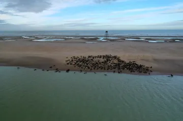 Na francouzském pobřeží se rozrůstají tulení kolonie