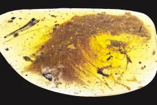 Dinosauří ocas i s peřím: Výjimečný paleontologický objev byl zalitý v kusu jantaru