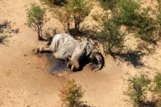 V Zimbabwe vyšetřují záhadná úmrtí slonů. Situace připomíná nevysvětlené případy v Botswaně