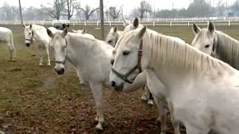 Koně v hřebčíně