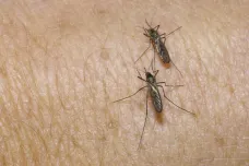 V zaplavených tůních se probudili komáři. Útočí hlavně na východní a jižní Moravě
