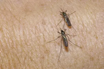 V zaplavených tůních se probudili komáři. Útočí hlavně na východní a jižní Moravě