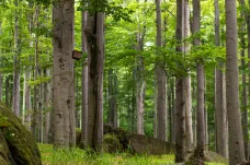 Bučiny v Jizerských horách se staly první českou přírodní památkou na seznamu UNESCO