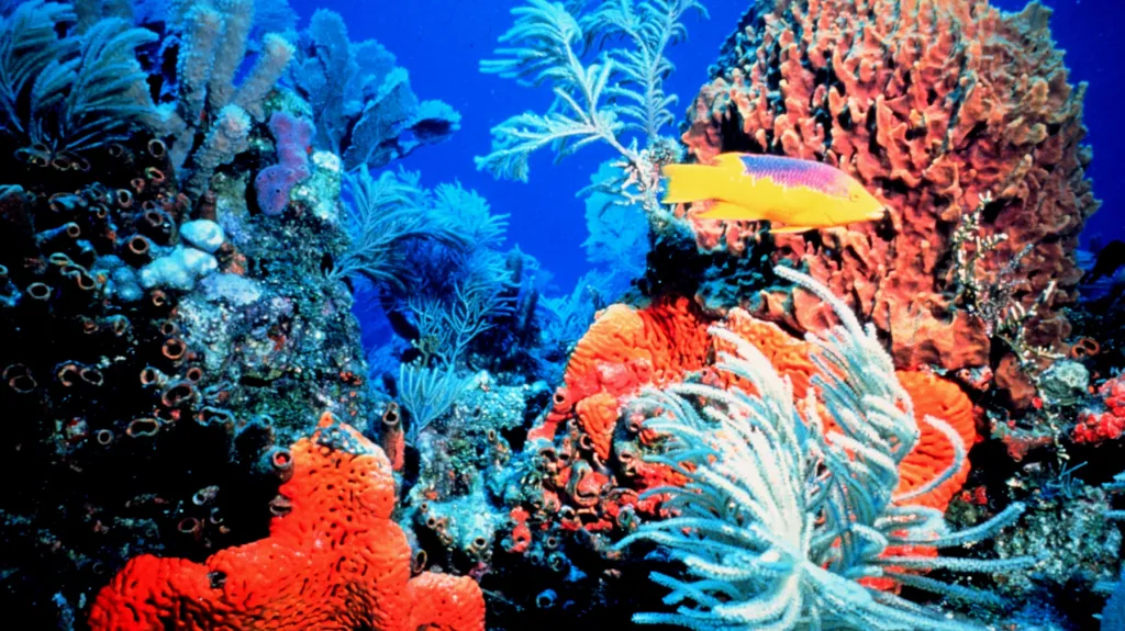 Floridský korálový útes
