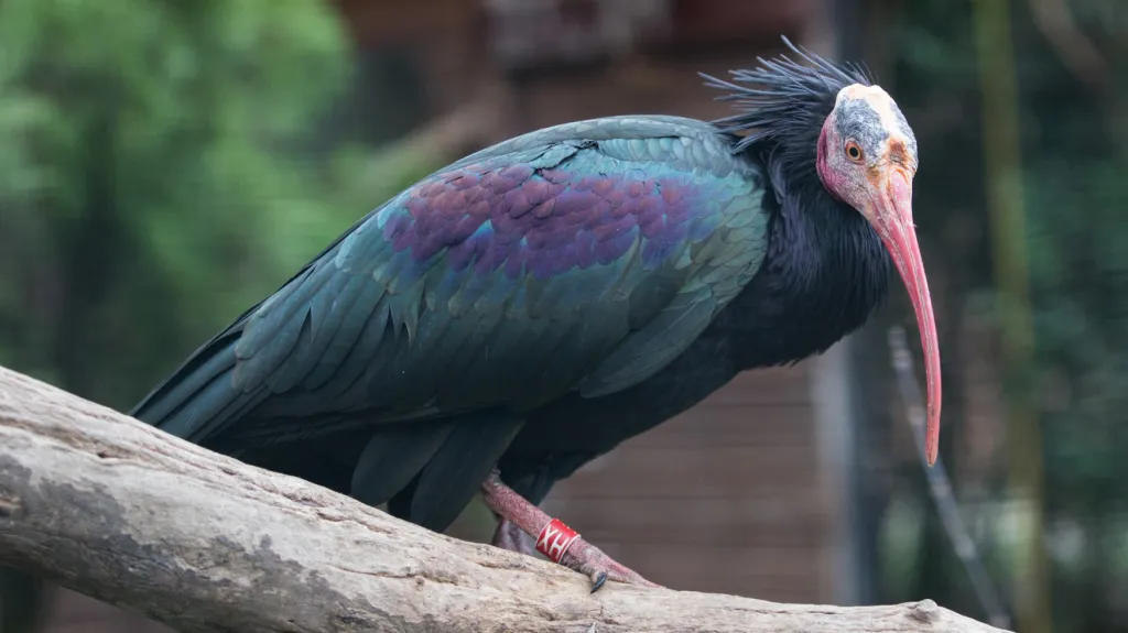 Ibis skalní