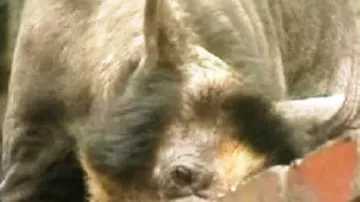 Brýlatí medvědi v lipské zoo ztrácejí srst