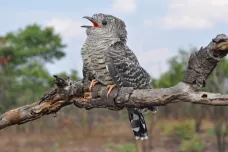 Jak drongo přechytračil kukačku. Africký pták překvapil vědce schopností rozeznávat vzory