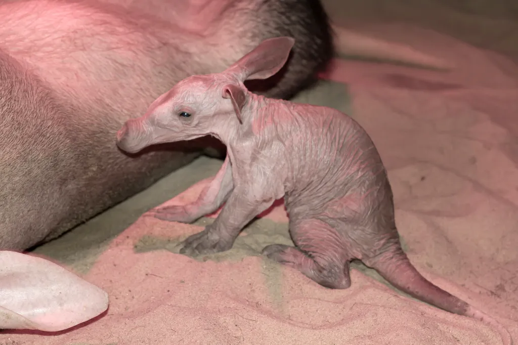 Královédvorská zoo slaví valentýnský přírůstek