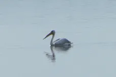 Ornitologové na Moravě pozorovali plachého pelikána. U Pohořelic se zase skrývají dropi