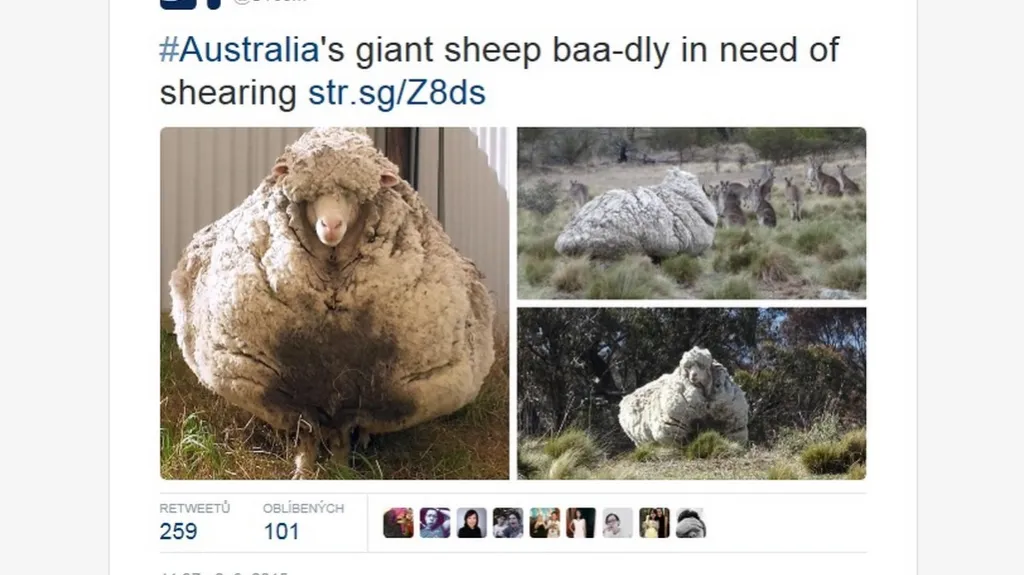 Zarostlá ovce
