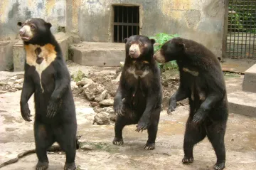 Nejmenší medvědi světa umí napodobovat mimiku ostatních. Zatím se to vědělo jen o lidech a gorilách