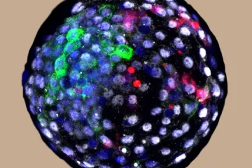 Vědci vytvořili lidsko-opičí embrya. Chimérické organismy dokázaly přežít dvacet dní