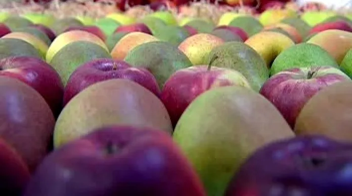 V Pěnčíně jsou k vidění nejkrásnější jablka