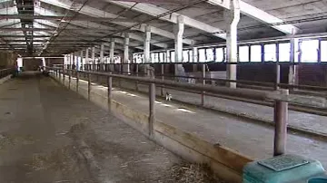 Prázdné kravíny na Slovensku