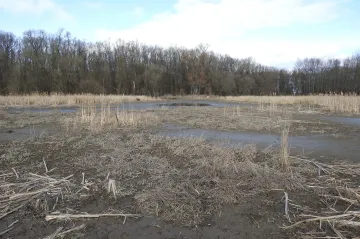 Schillerová slibuje miliardy na boj s kůrovcem a suchem. Sněmovna ale musí schválit vyšší deficit