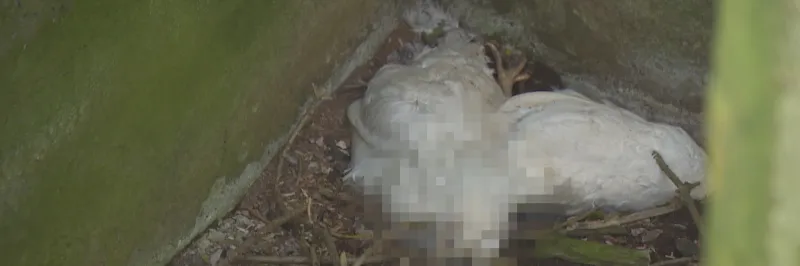 Škoda na chovu zasaženém ptačí chřipkou v Kosičkách je kolem 300 milionů korun