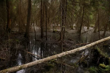 Lesy má sledovat „Velký bratr“. Drony, AI a senzory jim mohou dát šanci proti změně klimatu