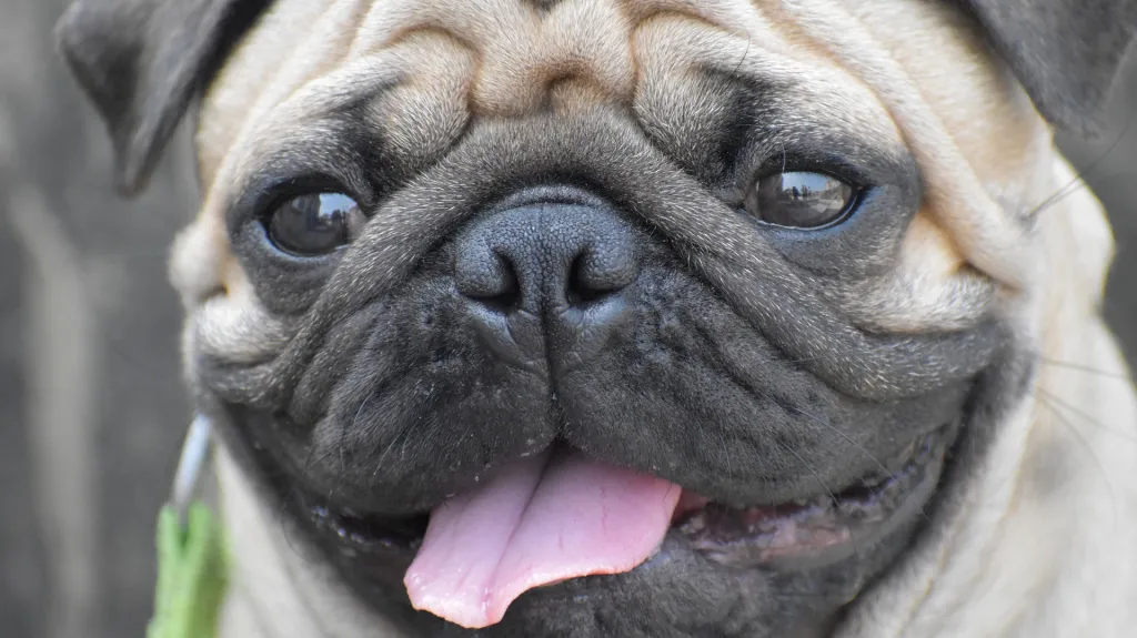 Jak chytří jsou psi?