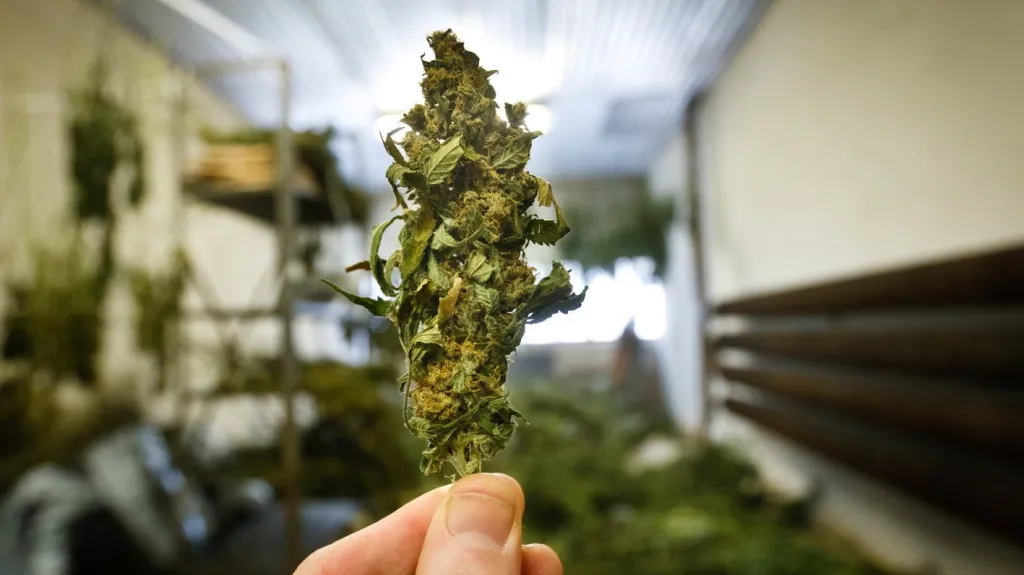 Marihuana