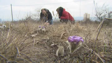 Rozkvetlé louky v okolí Brna lákají k jarnímu výletu
