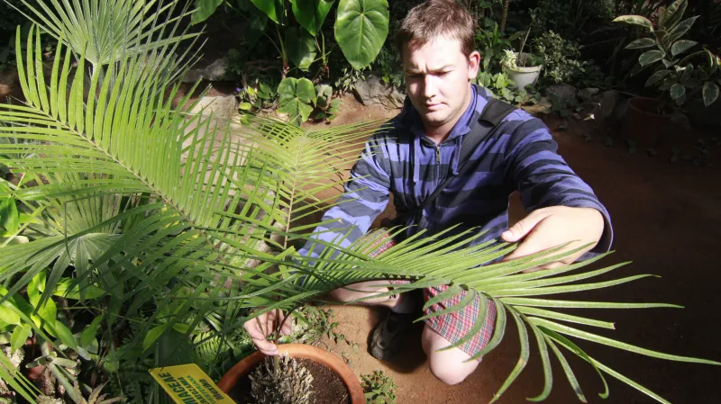 Sbírka cykasů v hodonínském skleníku