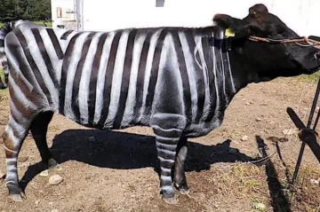 „Zebří krávy“ získaly Ig Nobelovu cenu