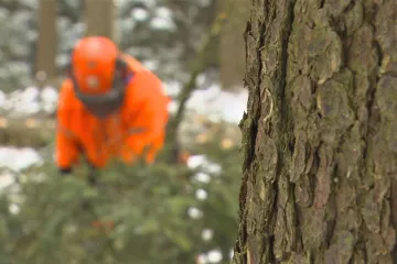 Kůrovec na Vysočině ustupuje, lesníci omezili kácení. Na obnovu porostů ale chybí sazenice