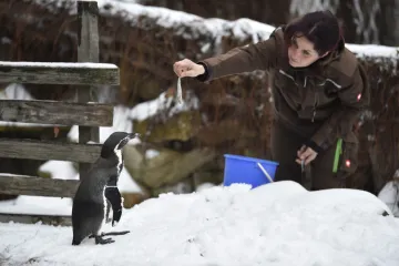 Tradice na Štědrý den jsou zpět jen částečně. Návštěvníci i zvířata v zoo slaví, polévky se odkládají