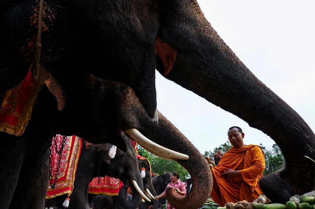 Thajsko slaví národní den slonů pořádáním hostiny pro desítky slonů