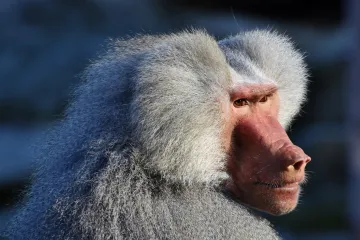 Nejen lidé trpěli během covidu „blbou náladou“. Se stejným problémem se potýkali i primáti v zoo
