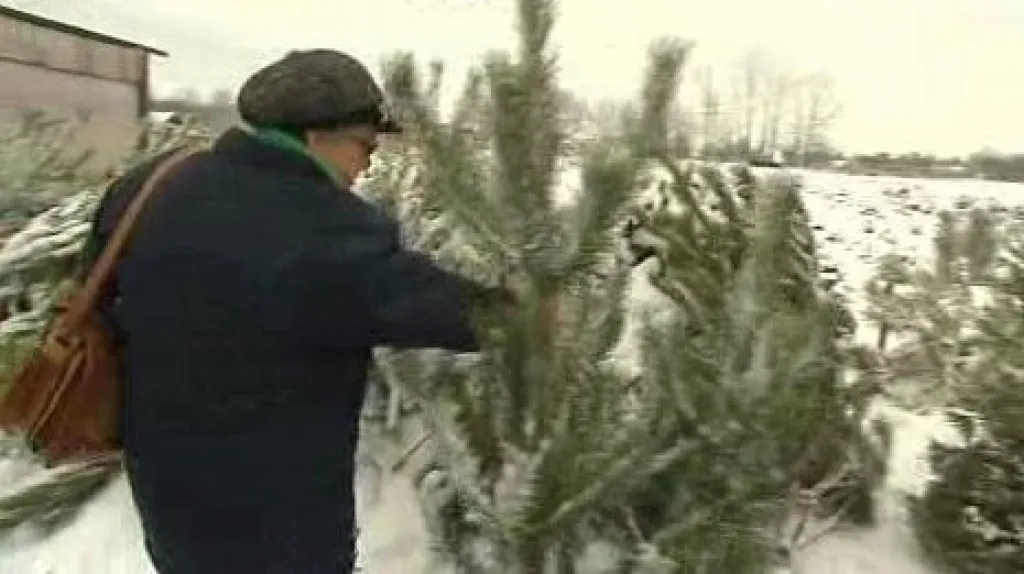 Plantáž vánočních stromků