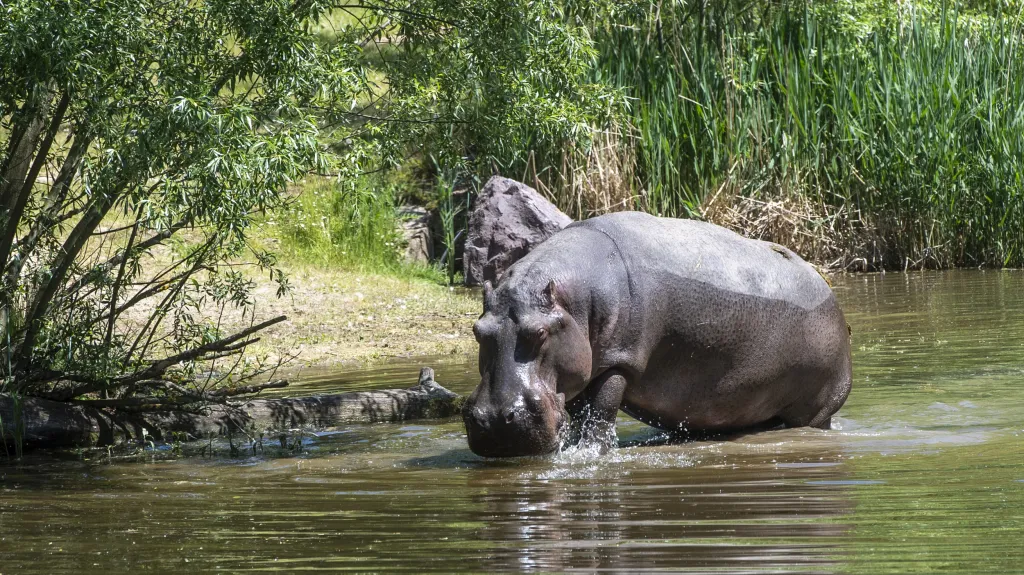 Zoo ve Dvoře Králové otevřela Jezero hrochů