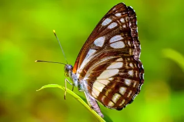 Motýli ignorují evoluční kvalt. Jejich genom se za 250 milionů let téměř nezměnil