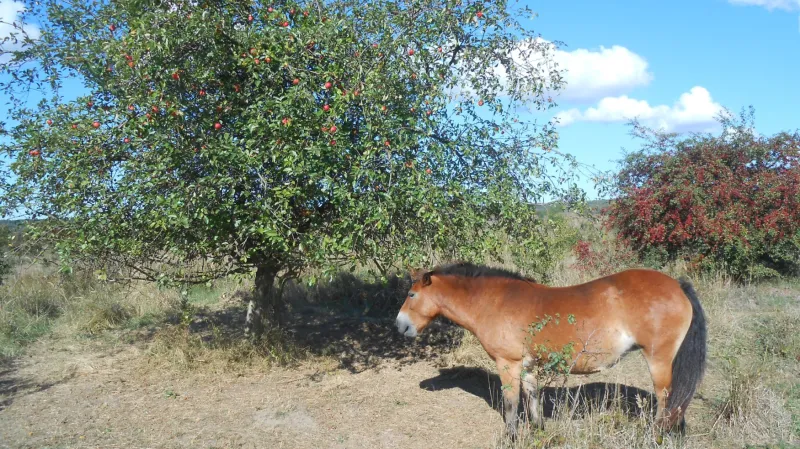 Divoký kůň v Milovicích