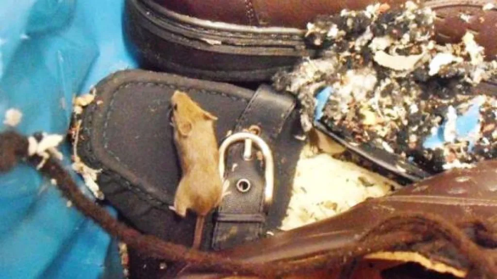 Myš v letovickém Penny Marketu