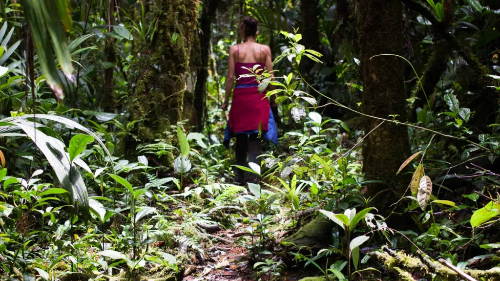 Ekvádorský deštný prales