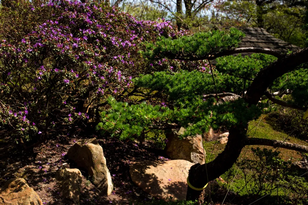 Trojská zahrada si našla i partnery v zahraničí. Jedním z těch exotičtějších je Vietnam. Spolupráce na výměně rostlinných semen zajistila pražské instituci semena z vojenských oblastí, kam není možné vstoupit