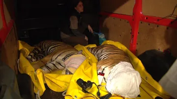 Stěhování tygrů z pražské zoo