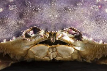 Nový výzkum odhalil nečekaný důsledek změny klimatu. Krabi mohou přicházet o čich